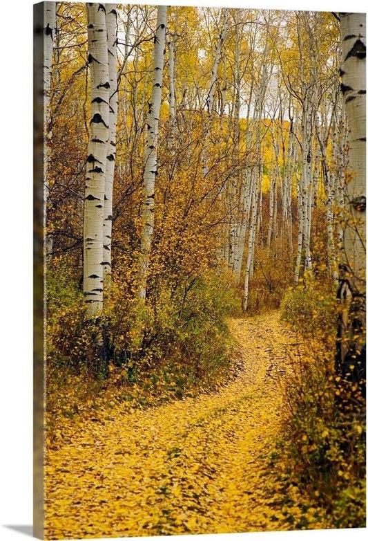 Colorado, Yellow Aspen Leaves on Country Road Canvas Wall Art Print by Ron Dahlquist, Home Decor, Autumn, Monochrome Artwork, 16" X24In